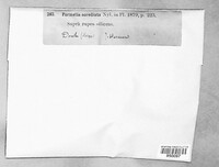 Montanelia sorediata image